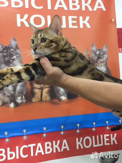 Вязка бенгала