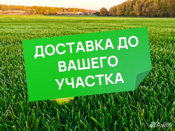 Рулонный газон для нашего климата