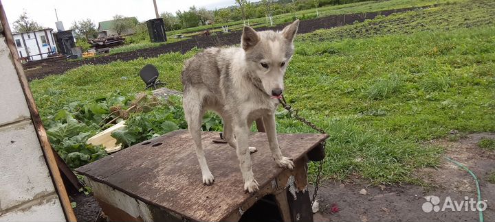 Собака в Добрые руки отдам бесплатно