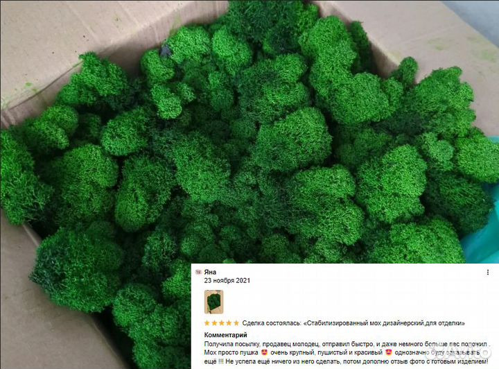 Стабилизированный мох интерьерный ягель