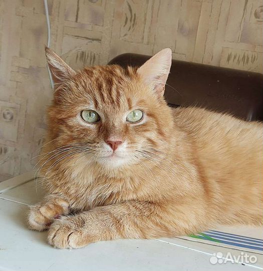 Котик 1,5 года