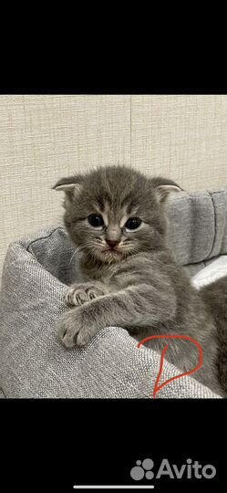 Шотландская