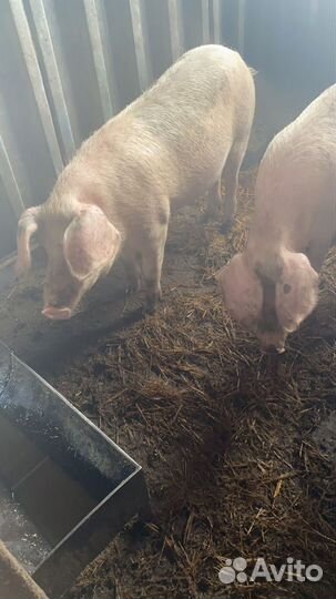 Поросята ландрас