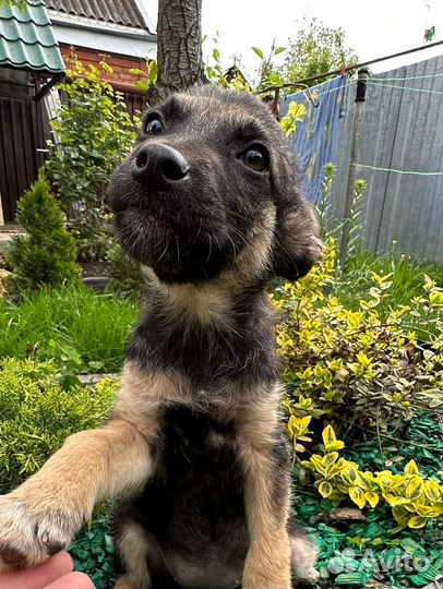 2 замечательные малышки ждут хозяина