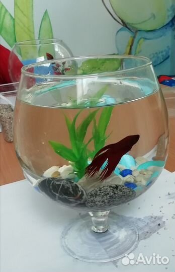 Мини аквариум с рыбкой