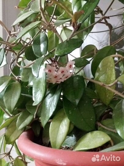 Хойя и 2 отростка с корнями