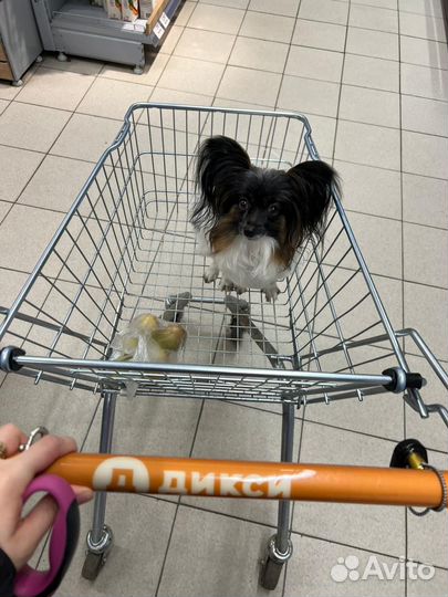 Выгул собак