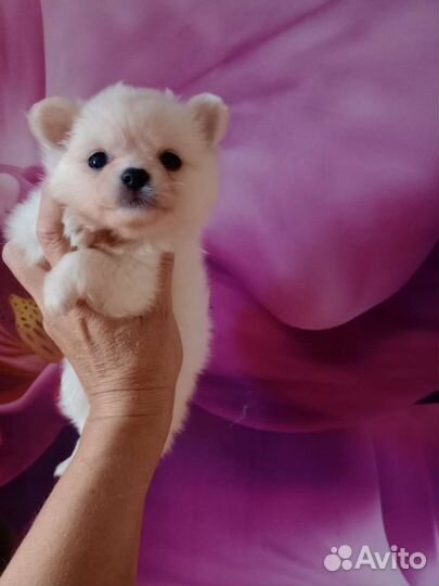 Щенки помчи