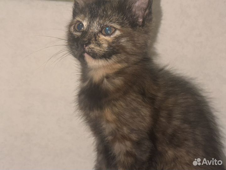 Отдам малышку в добрые руки