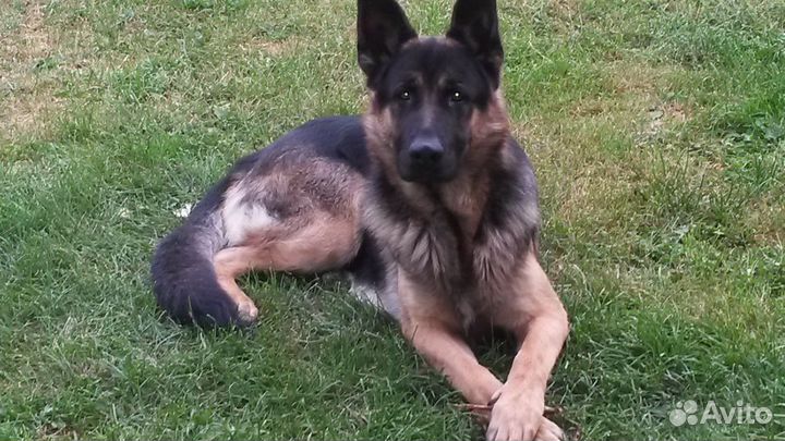 Собака для вязки