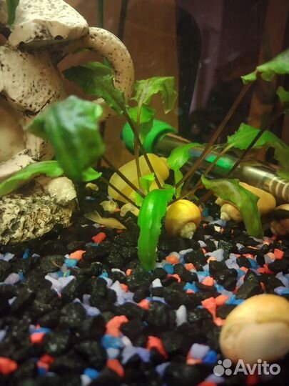 Сомики(присоски)