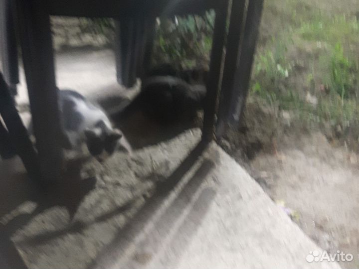 Вислоухие котята