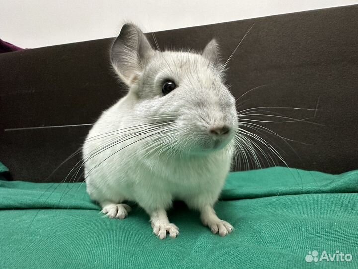 Шиншилла Белый Вильсон