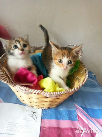 Котята в добрые руки