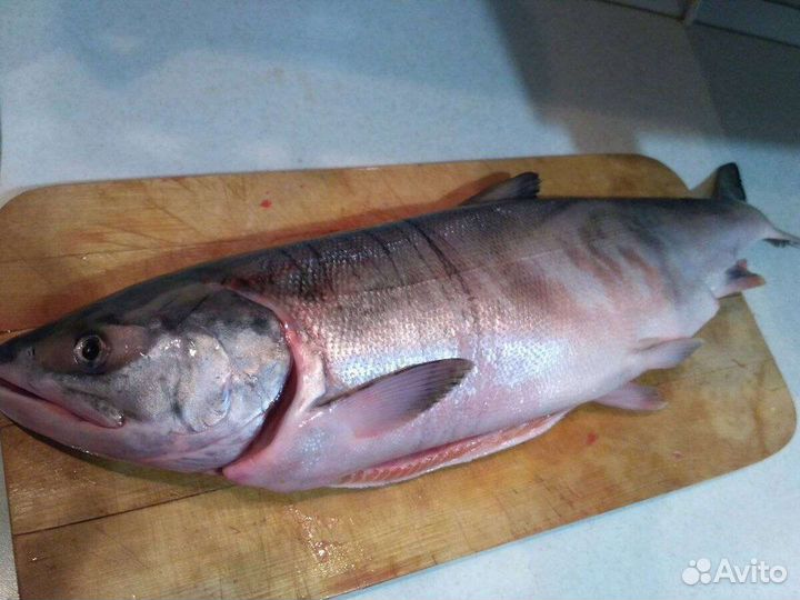 Свежая рыб Кета