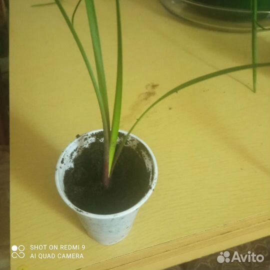 Амариллис Валотта