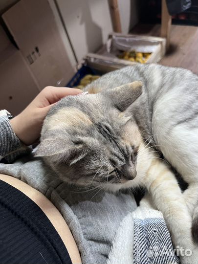 Кошка в дар