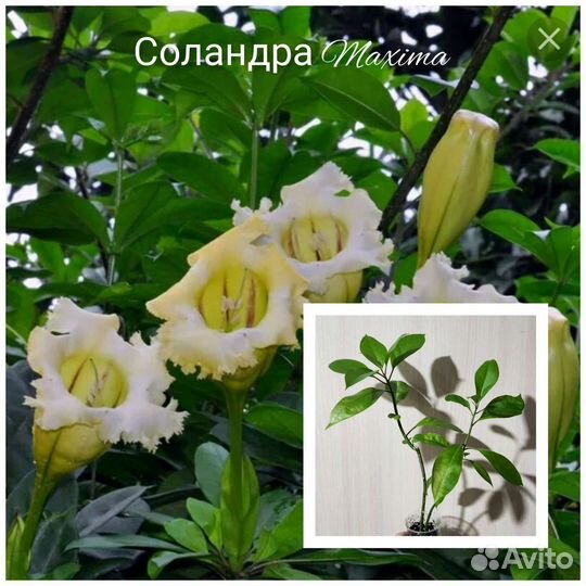 Домашние цветы