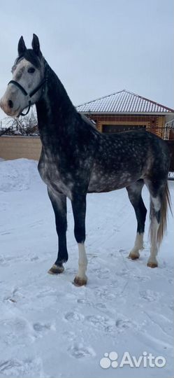 Жеребец орловский рысак. Старотипная орловка