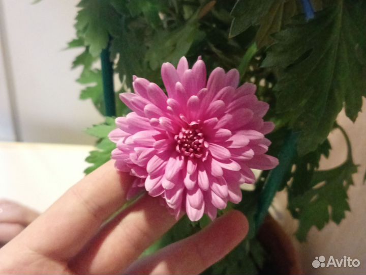 Хризантема крупная отростки