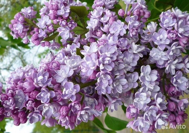 Сортовые сирени 5