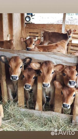 Тёлочка Джерси / Jersey