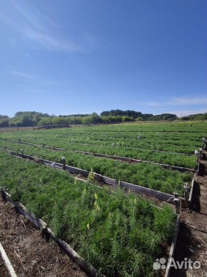 Сосна / Лесовосстановление / Сеянцы