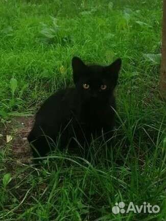 Котята 3 месяца