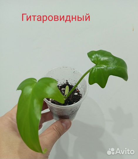 Филодендроны сортовые