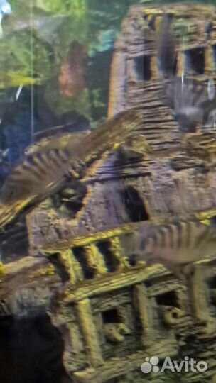 Аквариумные рыбки цихлиды