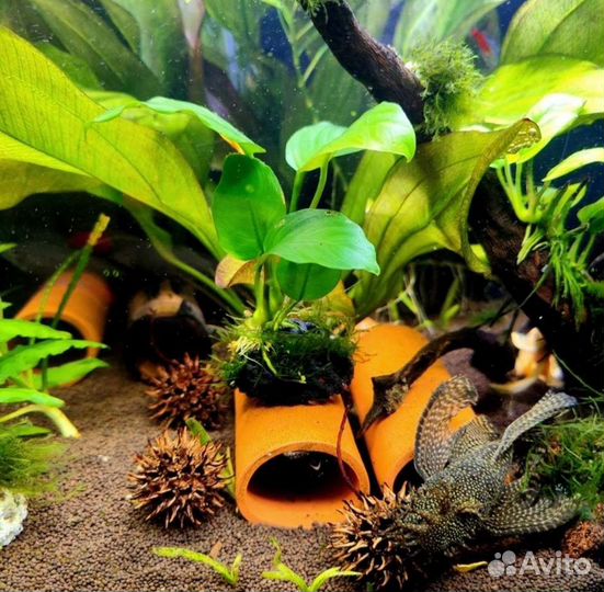 Амбровые шишки (Ликвидамбра)