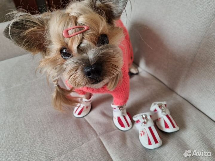 Одежда для маленьких собак