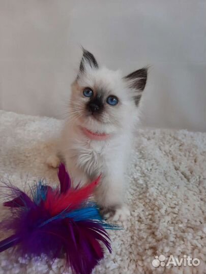 Котенок редкой породы