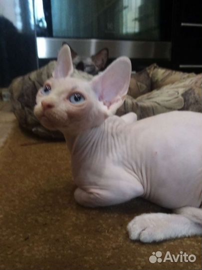 Канадский сфинкс