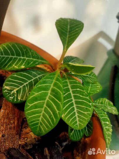 Комнатные растения