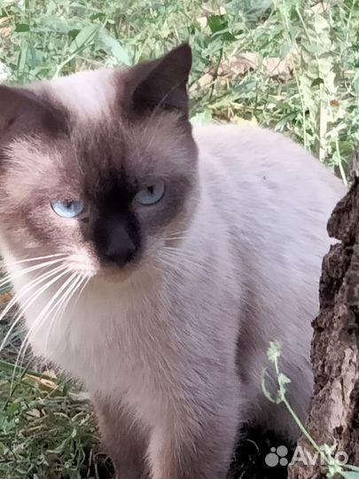Сиамский кот бесплатно