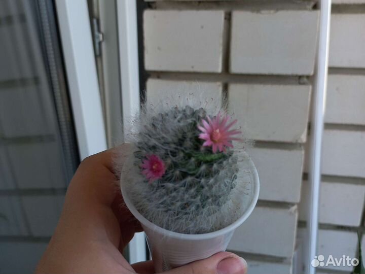 Кактус mammilaria bocasana