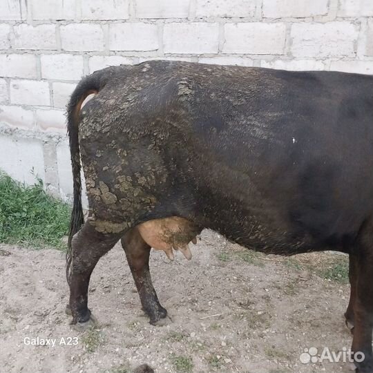 Корова дойная