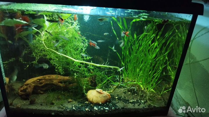 Мальки гуппи