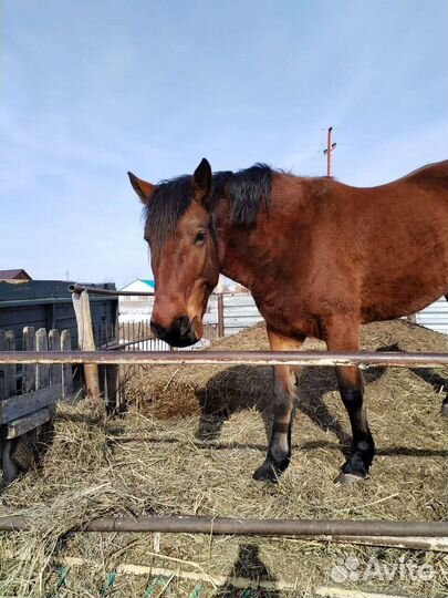Продам лошадь