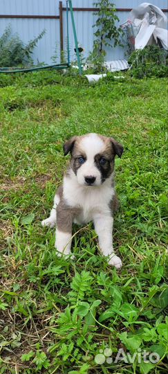 Собака в добрые руки отдам бесплатно