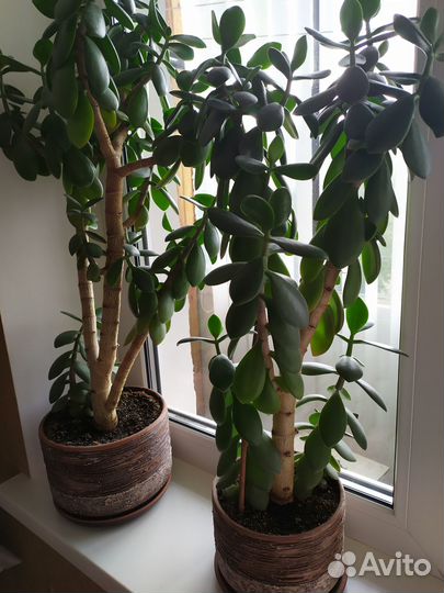 Комнатные цветы бегония, толстянка, фикус Бенджами