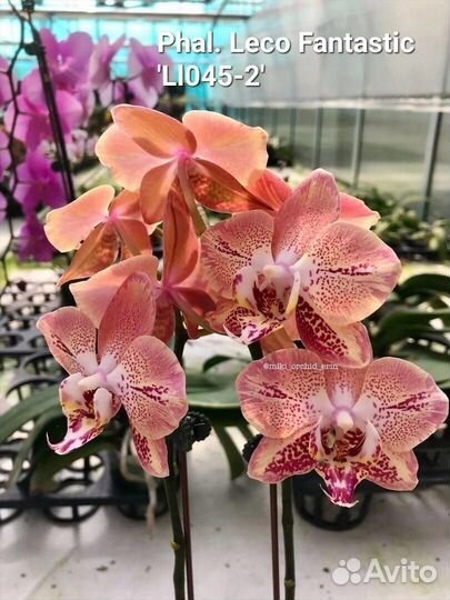 Орхидея фаленопсис Леко фантастик