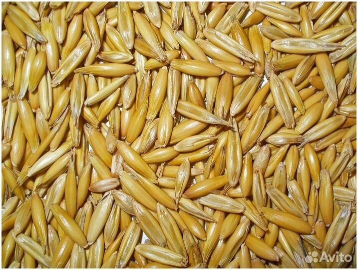 Пшеница, овес