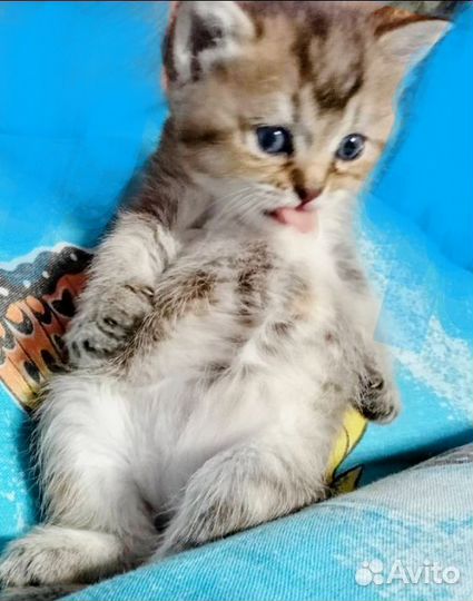 Котята британской шиншиллы