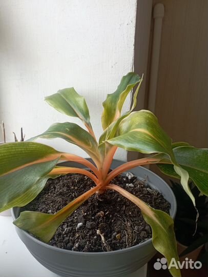 Аглаонема, филодендрон, фикус, маранта