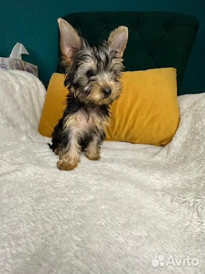 Йоркширский терьер