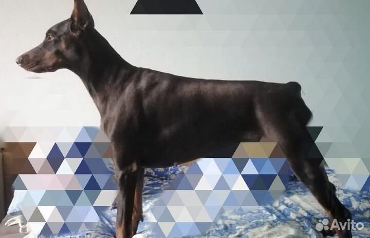 Доберман вязка сука