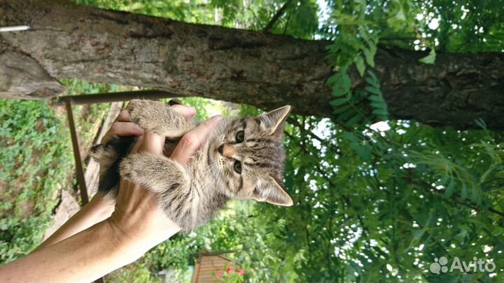 Котята макрель
