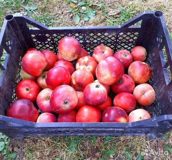 Яблоки из своего сада